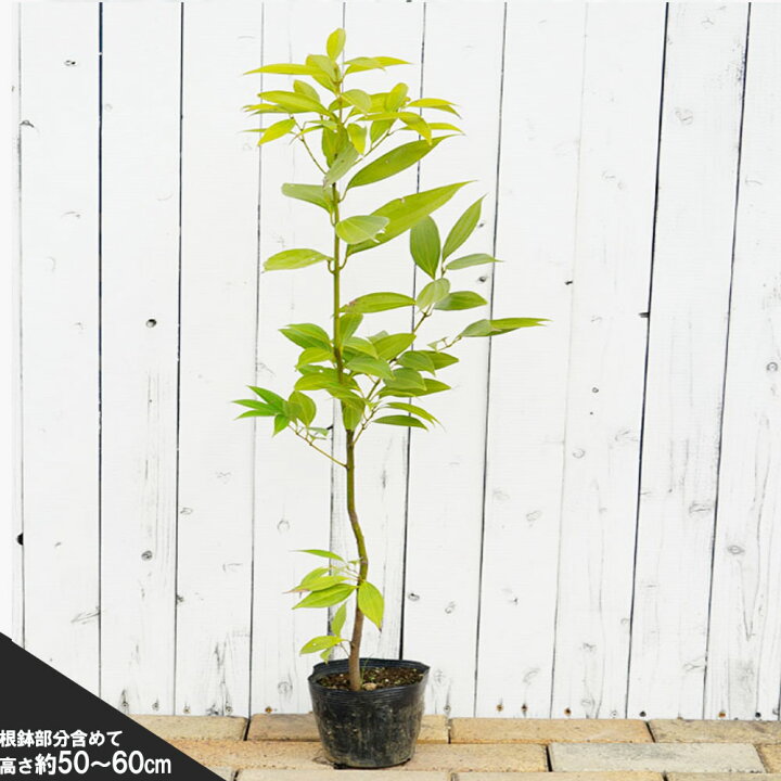 楽天市場 ニッキ 5号ポット苗 苗木部 ｂｙ 花ひろばオンライン