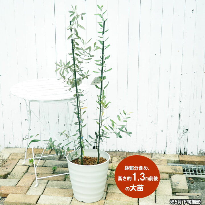 楽天市場 2種植えオリーブ 苗 苗木 オリーブの木 ポパイ 2年生 フレグラーポット 大型宅配便 沖縄 離島不可 苗木部 ｂｙ 花ひろばオンライン