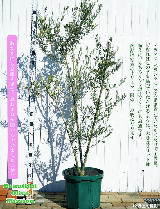 楽天市場】【オリーブ 1点物限定】 ミッション 2m 特大鉢植え苗  