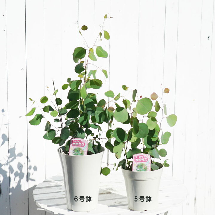 ユーカリ ユーカリの木 アンティークテラコッタ鉢植え 観葉植物 送料無料 苗 苗木 ベランダ テラス バルコニー ハーブ シンボルツリー シルバーリーフ バルコニスト 玄関 観葉植物のthe Green 観葉植物のパーフェクトグリーンユーカリ アンティークテラコッタ鉢植え