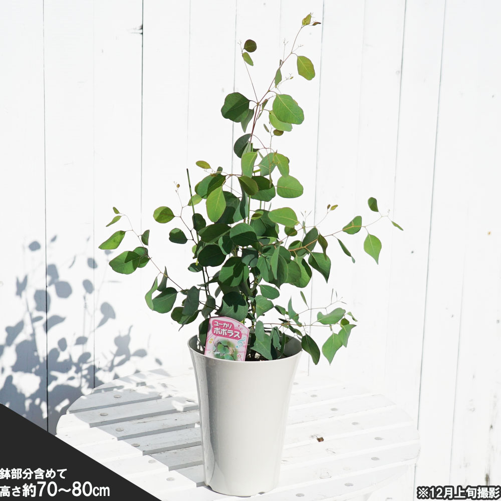 ユーカリの木 【ポポラス】 6号白鉢苗 | 苗木部 ｂｙ 花ひろばオンライン