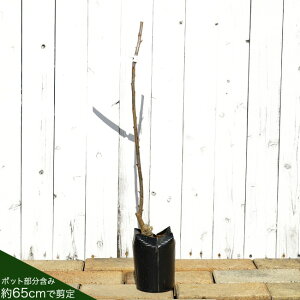 ���d�� �y���Ԃ�������z 1�N���ږؕc