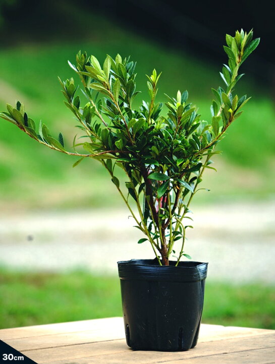 楽天市場 海ほたる ウミホタル サツキ 4号ポット苗 苗木部 ｂｙ 花ひろばオンライン