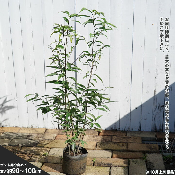楽天市場 シラカシ 株立ち ポット大苗 庭木 生垣 目隠し 苗木部 by 花ひろばオンライン 楽天市場 シラカシ 株立ち ポット大苗 庭木 生垣 目隠し 苗木部 by 花ひろばオンライン