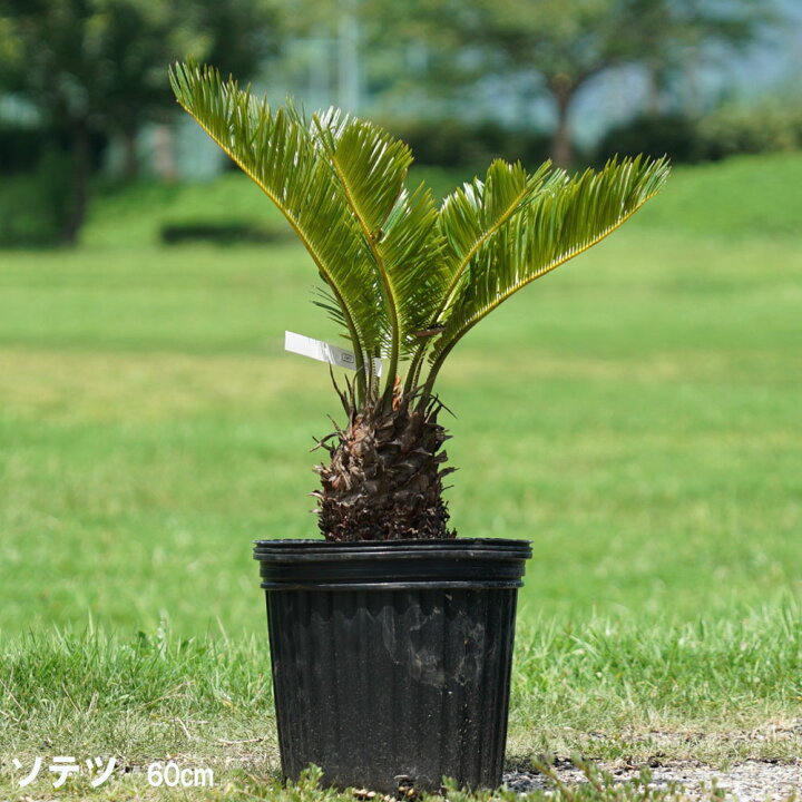 楽天市場】蘇鉄 (ソテツ) 60cm Good Style 苗 観葉植物 : 苗木部 by 