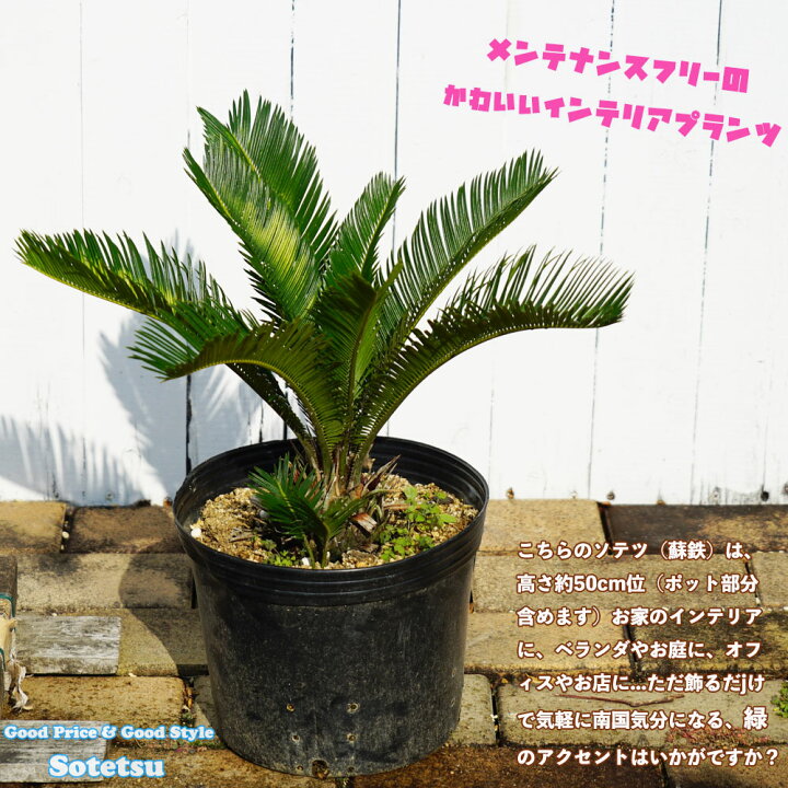 楽天市場】蘇鉄 (ソテツ) 50cm Good Style 苗 観葉植物 : 苗木部 by 