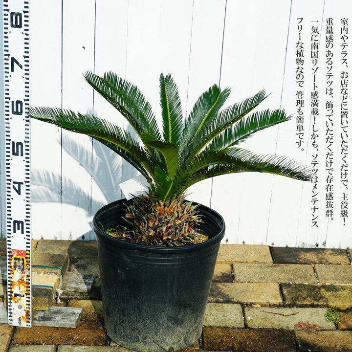 楽天市場】蘇鉄 (ソテツ) 70cm Good Style 大苗 観葉植物 : 苗木部 