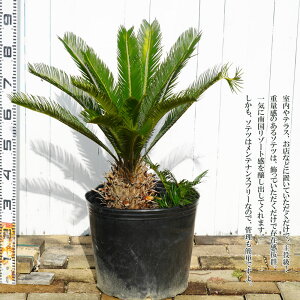 植木 盆栽 ソテツ Diy 工具の人気商品 通販 価格比較 価格 Com