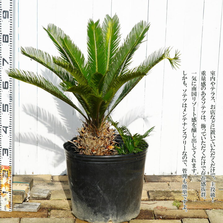 楽天市場】蘇鉄 (ソテツ) 80cm Good Style 大苗 観葉植物 : 苗木部 