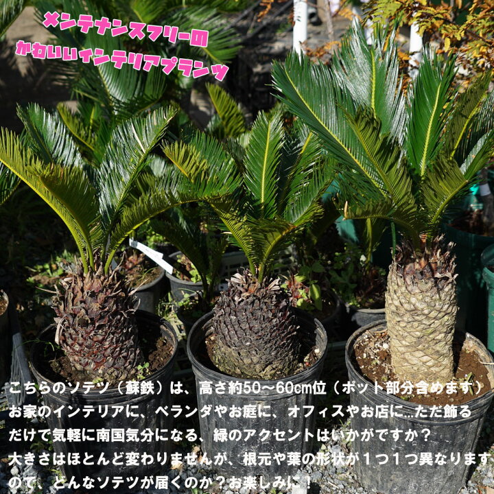 楽天市場 蘇鉄 ソテツ 60cm Good Style 大苗 観葉植物 庭木 常緑樹 本数限定販売 苗木部 by 花ひろばオンライン 楽天市場 蘇鉄 ソテツ 60cm Good Style 大苗 観葉植物 庭木 常緑樹 本数限定販売 苗木部 by 花ひろばオンライン