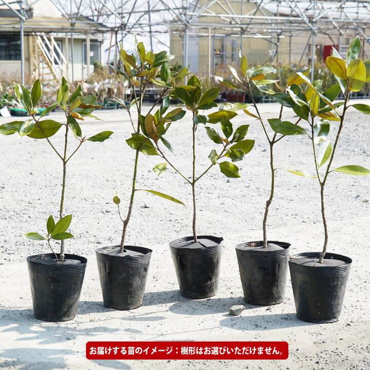 楽天市場】わい性タイサンボク 【リトルジェム】 接木ポット苗 : 苗木 