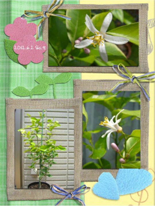 楽天市場 開花日とピーマンの植え付け記念が一緒の日 りころこ さんのレモン部日記 苗木部 ｂｙ 花ひろばオンライン