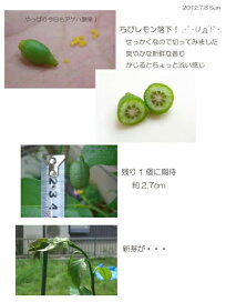 楽天市場 花ひろば学園 レモン部top 3期生の日記 3期生の日記 その１ 78番 りころこ さん 茨城県 その２ 苗木 部 ｂｙ 花ひろばオンライン