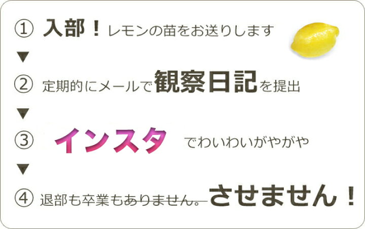 楽天市場 レモン部12期生 入部届け 入部テスト合格後にレモン2年生 接ぎ木 苗 鉢植え栽培セットをお届けします 苗木部 ｂｙ 花ひろばオンライン