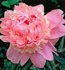 楽天市場 芍薬 苗 開花時期春 の通販