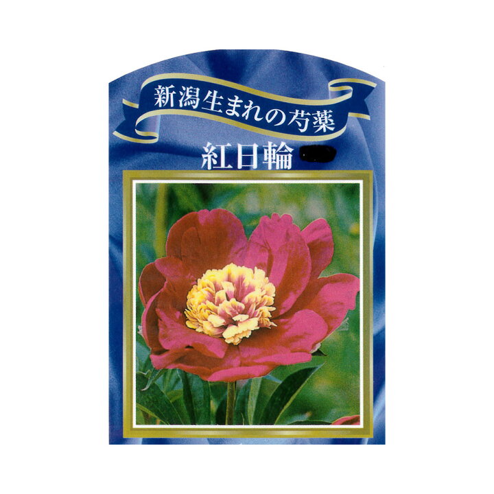 楽天市場 芍薬 紅日輪 4号ポット苗 苗木部 ｂｙ 花ひろばオンライン