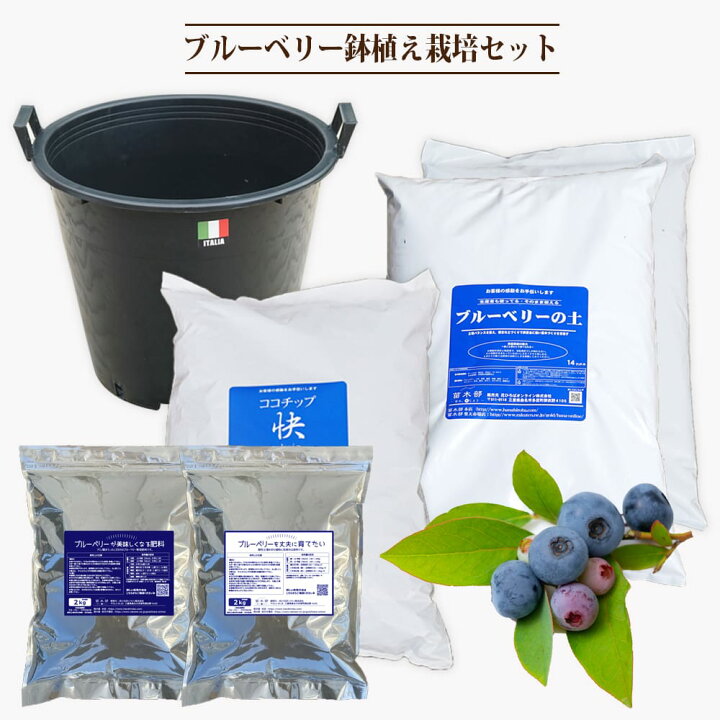 楽天市場】鉢植え栽培セット ブルーベリー 3年生用 ブラックナーセリー 