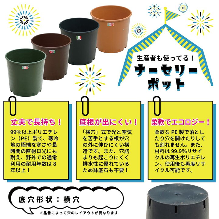 楽天市場】ヤシの木 【ココスヤシ】 ナーセリーポット植え 特大苗 大型 