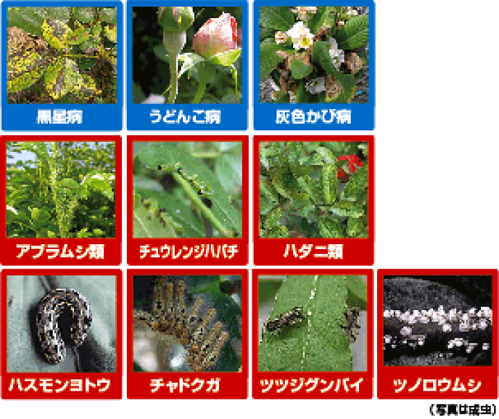 楽天市場 マイローズ ベニカxファインスプレー ばらの害虫と病気に 950ml 住友化学園芸 殺虫 殺菌剤 アブラムシ チュウレンジハバチ ハダニ類 黒星病 うどんこ病 資材 苗木部 ｂｙ 花ひろばオンライン