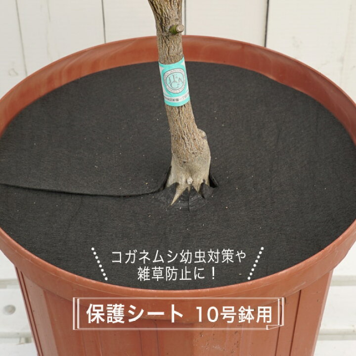 楽天市場 コガネムシの幼虫予防カバー 10号用 直径29cm 雑草 ネキリムシの防止不織布 資材 ネコポス対応可能 苗木部 ｂｙ 花ひろばオンライン