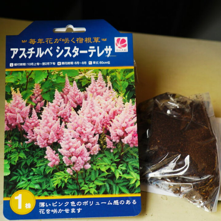 楽天市場 アスチルベ シスターテレサ 袋詰め球根 1株入 植え付け時期10月上旬 翌2月下旬まで 予約販売 12月中旬頃発送予定です 苗木部 ｂｙ 花ひろばオンライン