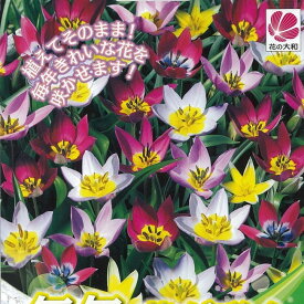 【毎年花が咲くチューリップ】 混合 球根 （15球入） （植え付け時期12月下旬まで） 【予約販売】10月中旬頃入荷予定