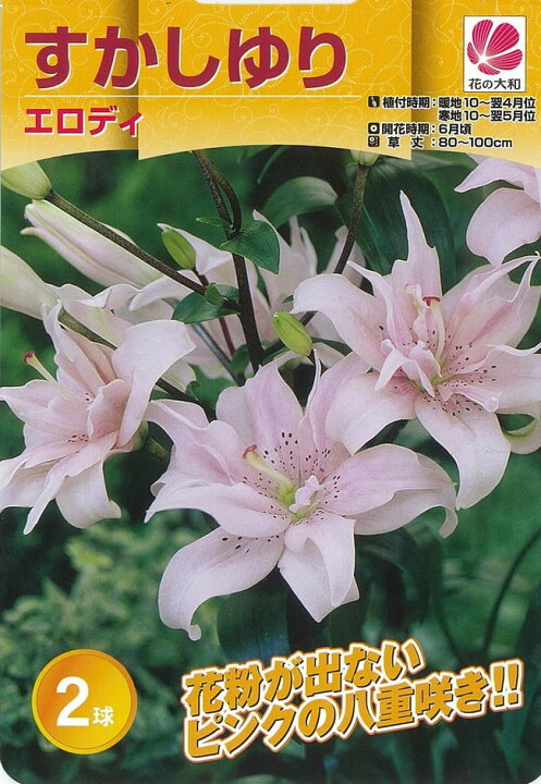 楽天市場 エロディ すかしゆり 球根 2球入り 植え付け時期10月 翌5月 苗木部 ｂｙ 花ひろばオンライン