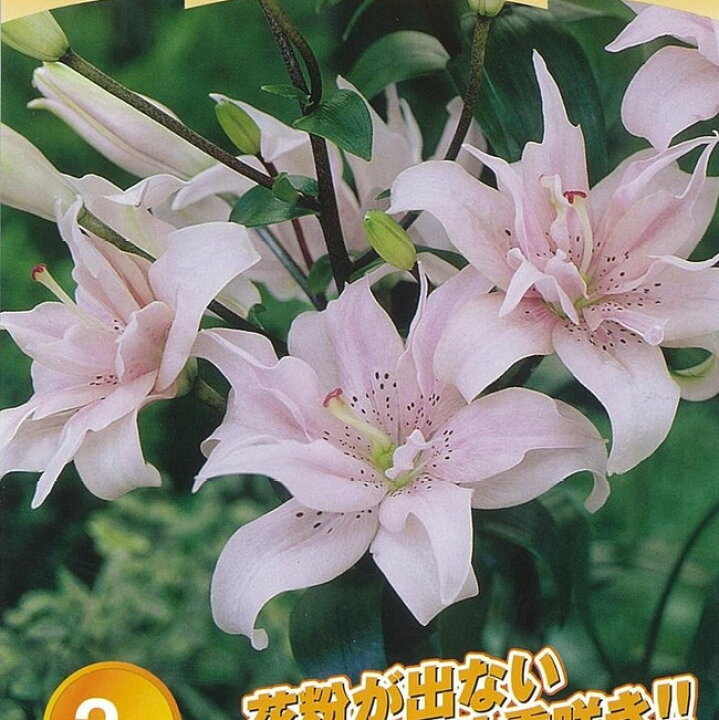 楽天市場 エロディ すかしゆり 球根 2球入り 植え付け時期10月 翌5月 苗木部 ｂｙ 花ひろばオンライン