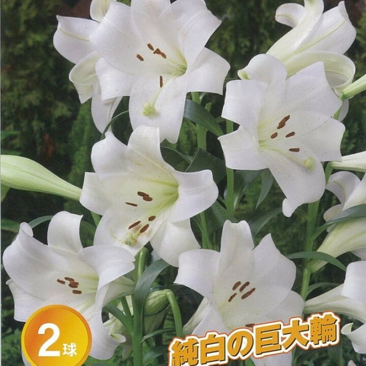 楽天市場】【ホワイトトライアンファーター】 巨大輪 鉄砲百合 （2球 