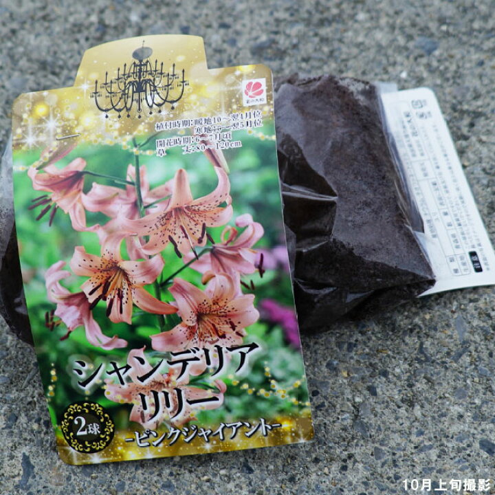 楽天市場 シャンデリアリリー ピンクジャイアント ユリの球根 2球入り 植え付け時期10月 翌年5月 苗木部 ｂｙ 花ひろばオンライン