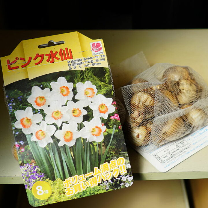 楽天市場 お徳用球根 ピンク水仙 カップ咲き 8球入り 植え付け時期9月中旬 12月下旬 苗木部 ｂｙ 花ひろばオンライン