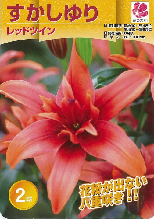 楽天市場 レッドツイン すかしゆり 球根 2球入り 植え付け時期10月 翌5月 苗木部 ｂｙ 花ひろばオンライン
