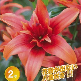 楽天市場 ユリ 球根の通販