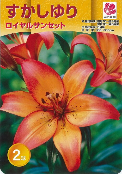 楽天市場 ロイヤルサンセット すかしゆり 球根 2球入り 植え付け時期10月 翌5月 苗木部 ｂｙ 花ひろばオンライン