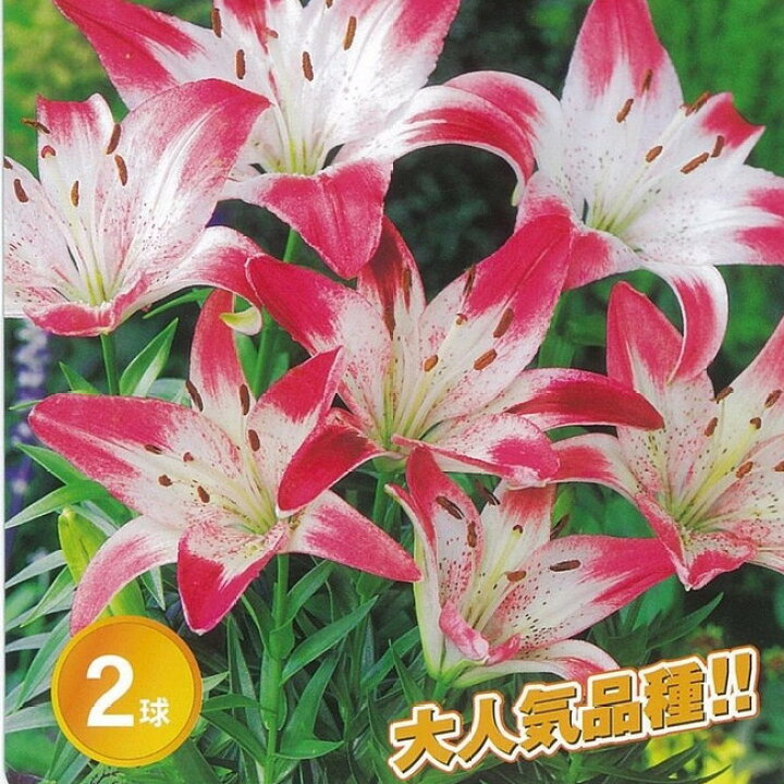 楽天市場 ロリポップ すかしゆり 球根 2球入り 植え付け時期10月 翌5月 苗木部 ｂｙ 花ひろばオンライン