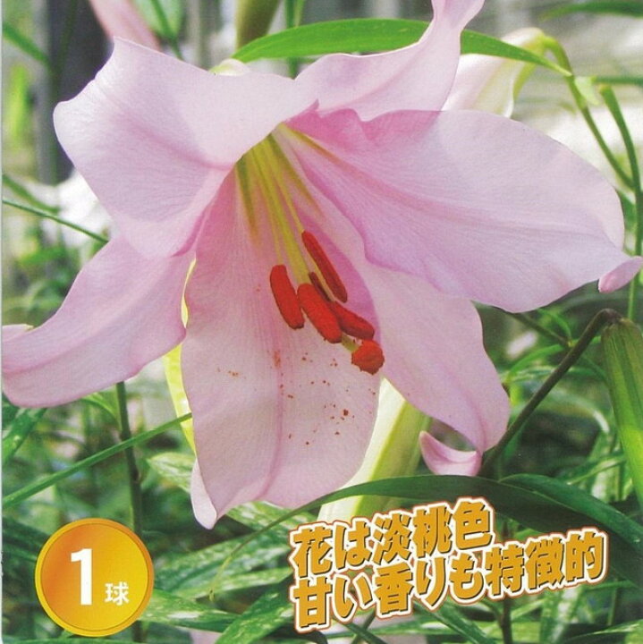 楽天市場 笹百合 ユリ 球根 1球入 植え付け時期10月 翌5月 苗木部 ｂｙ 花ひろばオンライン