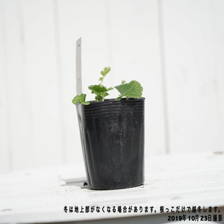 楽天市場 ゲウム マイタイ ポット苗 宿根草 苗 多年草 耐寒性 グランドカバー 苗木部 by 花ひろばオンライン 楽天市場 ゲウム マイタイ ポット苗 宿根草 苗 多年草 耐寒性 グランドカバー 苗木部 by 花ひろばオンライン