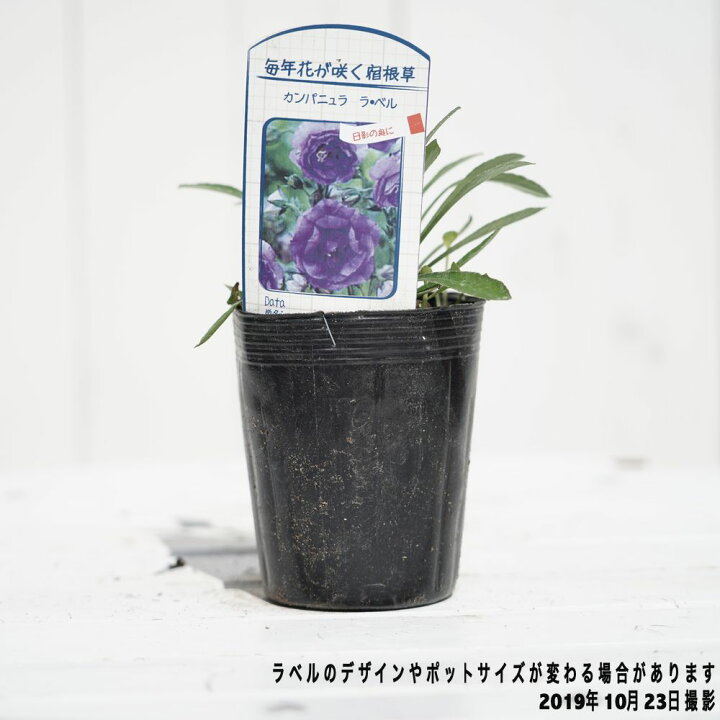 楽天市場 カンパニュラ ラ ベル ポット苗 苗木部 by 花ひろばオンライン 楽天市場 カンパニュラ ラ ベル ポット苗 苗木部 by 花ひろばオンライン