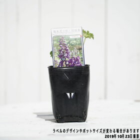 楽天市場 デルフィニウム ダークブルー ポット苗 予約販売10月中旬頃入荷予定 苗木部 ｂｙ 花ひろばオンライン