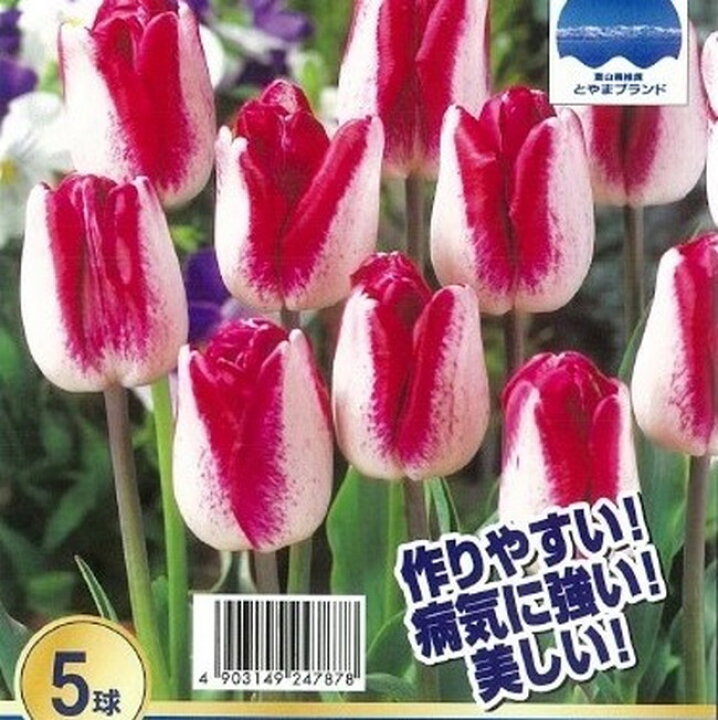 楽天市場 富山産チューリップ 紫雲 しうん 球根 5球入り 植え付け時期12月下旬まで 予約販売 9月下旬以降発送予定 苗木部 ｂｙ 花ひろばオンライン