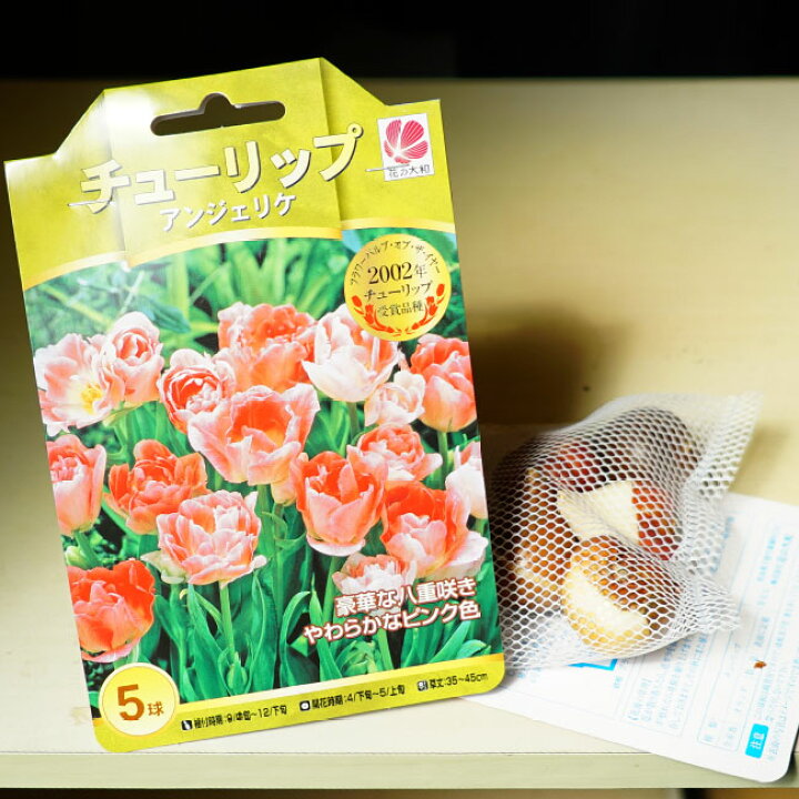 楽天市場 八重咲きチューリップ アンジェリケ 球根 5球入り 植え付け時期12月下旬まで 苗木部 by 花ひろばオンライン 楽天市場 八重咲きチューリップ アンジェリケ 球根 5球入り 植え付け時期12月下旬まで 苗木部 by 花ひろばオンライン