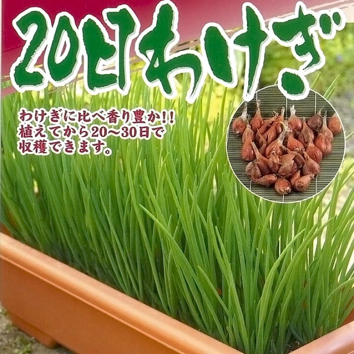 楽天市場 日わけぎ 150g 台湾産 植え付け時期7月中旬 10月下旬 2月中旬 5月下旬 苗木部 ｂｙ 花ひろばオンライン