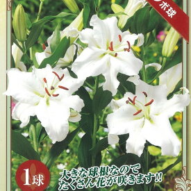楽天市場 カサブランカ 球根の通販
