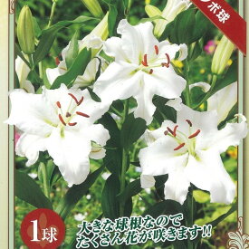 【ジャンボカサブランカ】 球根 (1球入) （植え付け時期3月下旬まで） 【予約販売】10月下旬頃発送予定。