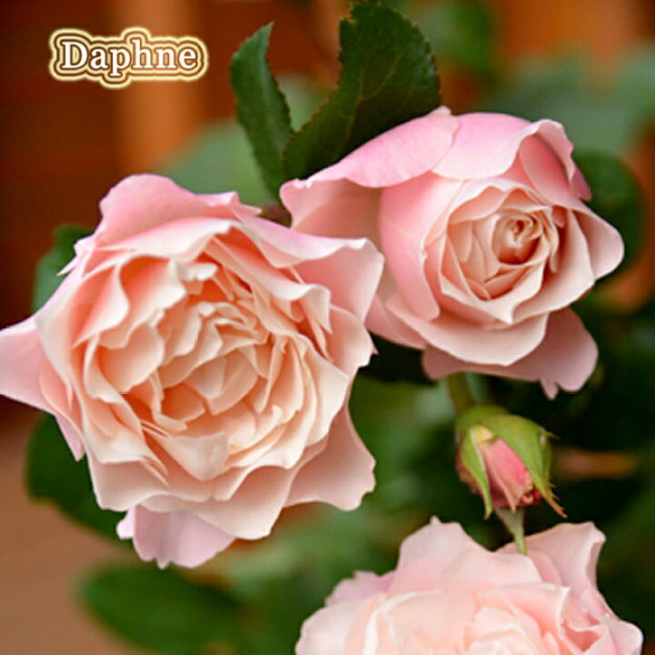 楽天市場 四季咲きつるバラ ダフネ 2年生大苗 登録品種 品種登録 予約販売 12月 翌年1月中に順次入荷 苗木部 by 花ひろばオンライン 楽天市場 四季咲きつるバラ ダフネ 2年生大苗 登録品種 品種登録 予約販売 12月 翌年1月中に順次入荷 苗木部 by 花ひろばオンライン