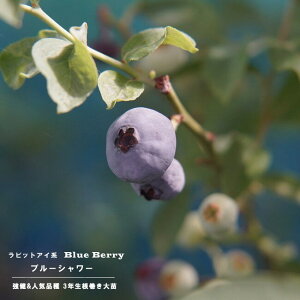 yu[V[z rbgACn 3Nc } OXbgA u[x[c