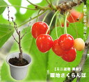 暖地さくらんぼ 白鉢苗 1本で実がなる。 今年収穫見込み