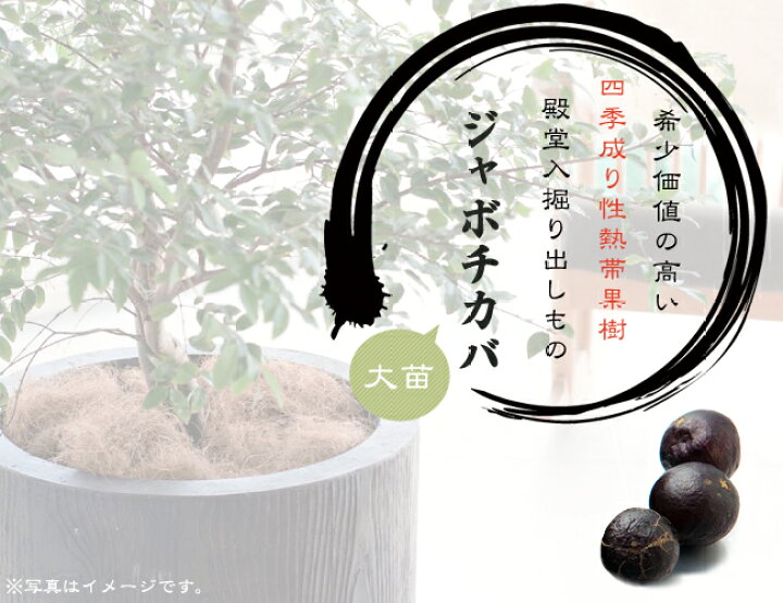 ジャボチカバ 四季成り NPポット25号鉢植え