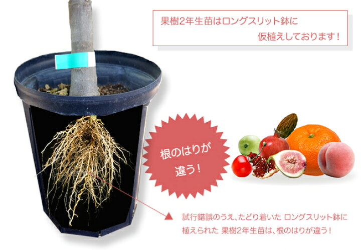 楽天市場 アーモンド ダベイ種 2年生接ぎ木 スリット鉢植え 苗木 限定販売 苗木部 ｂｙ 花ひろばオンライン