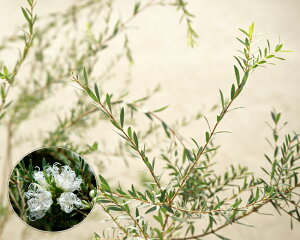 yzCg[Xz EJ ieB[c[j 5|bgc